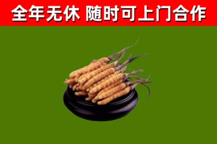 西秀烟酒回收冬虫夏草.jpg